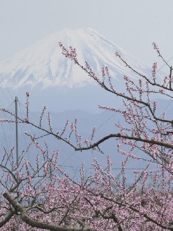 桃畑の上に富士山